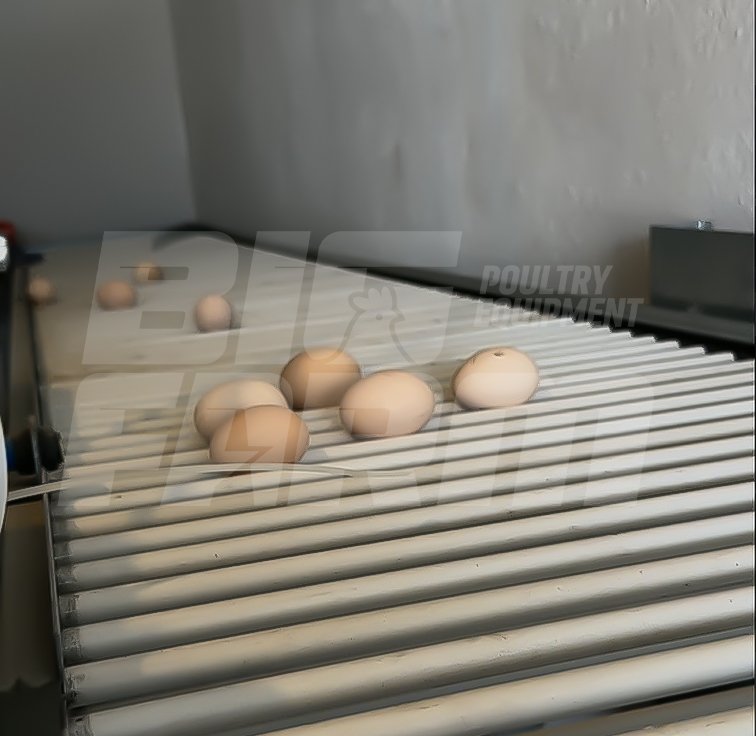 Yumurta Toplama Sistemi